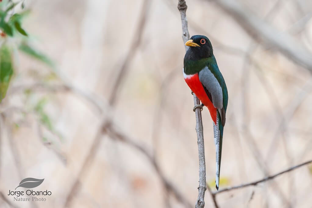 Trogon Elegante