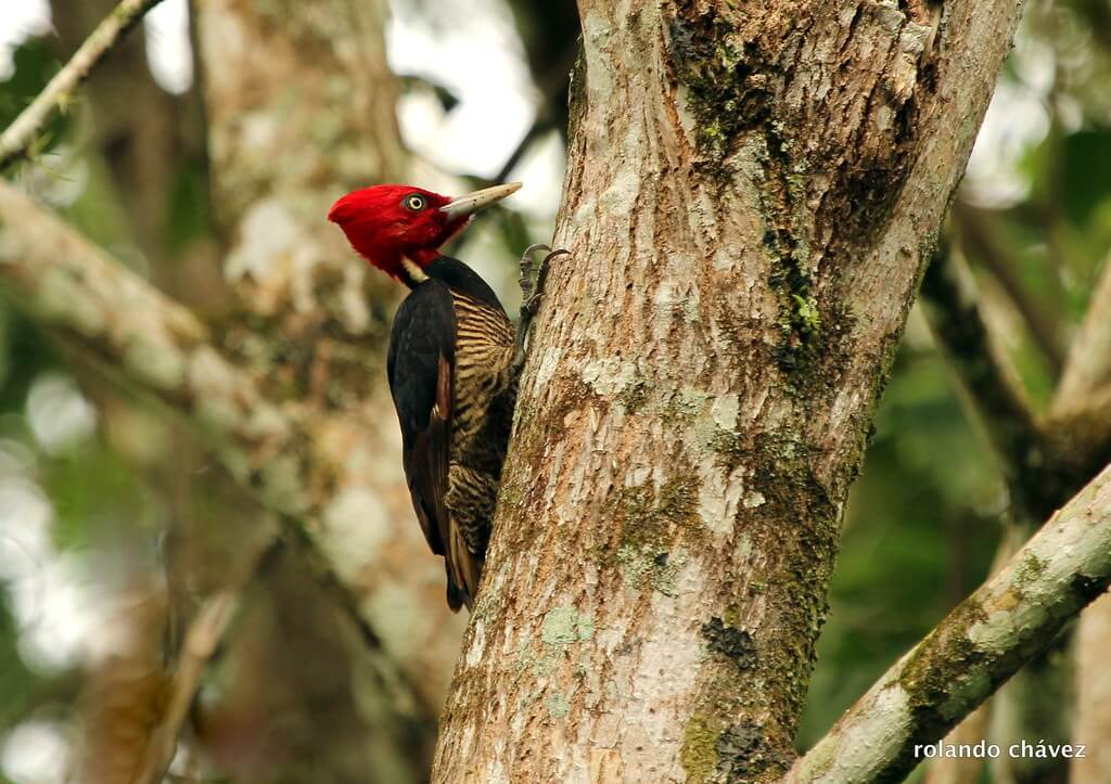Carpintero picoplata
