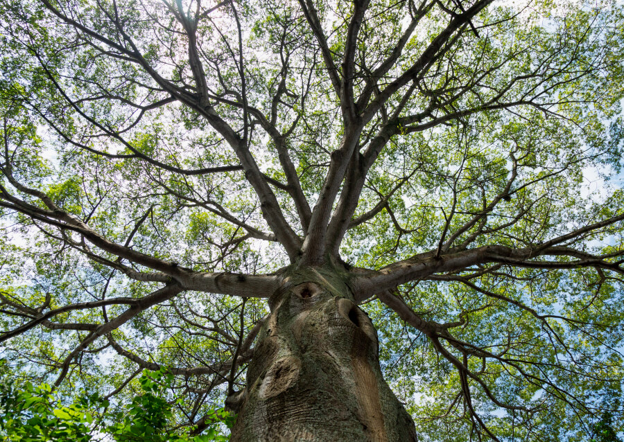Árbol de Ceiba