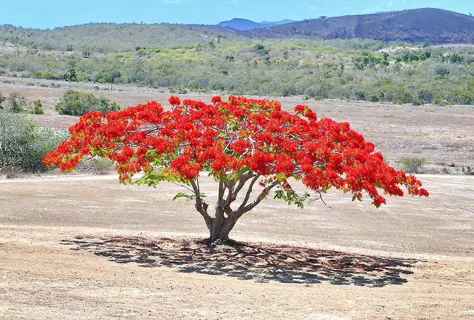 Árbol de Framboyán