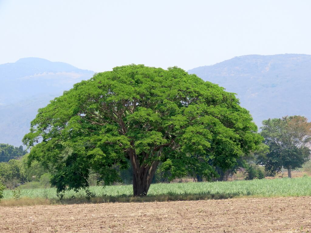 Árbol de Guanacaste
