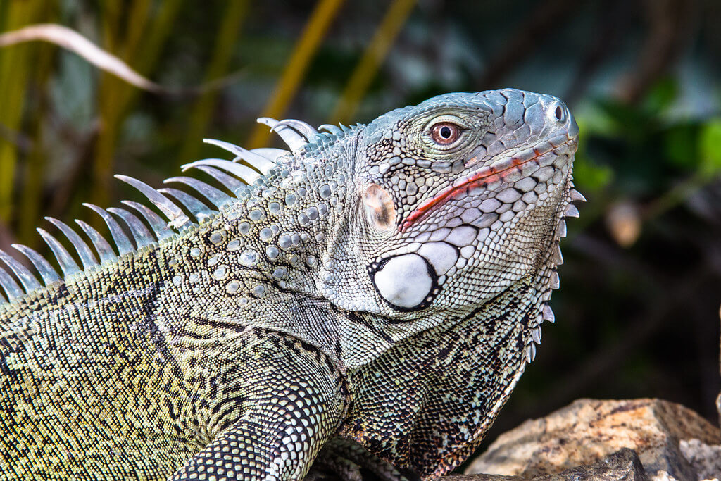 Iguana